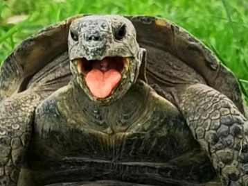 Самые популярные вопросы о черепахах Сафари Парка