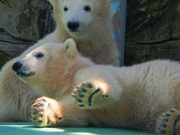 Как у нас появились белые медвежата - интервью с главным ветврачом Сафари Парка