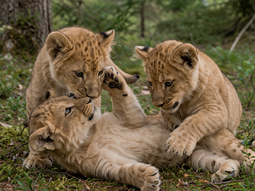 В Сафари Парке родились львицы!