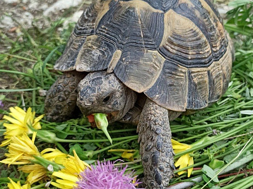 «Опасный бизнес на черепахах: как не попасть на статью». Наш научный сотрудник Анна Гнетнева против нелегального оборота животных