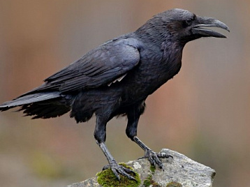 Говорящий ворон Герда - история появления необычной птицы в Сафари-Парке.