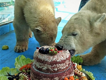 День рождения белых медвежат