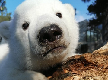 Купание белых медвежат - Геленджик Новости GLN-news
